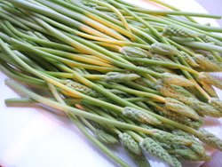 asperges-sauvages
